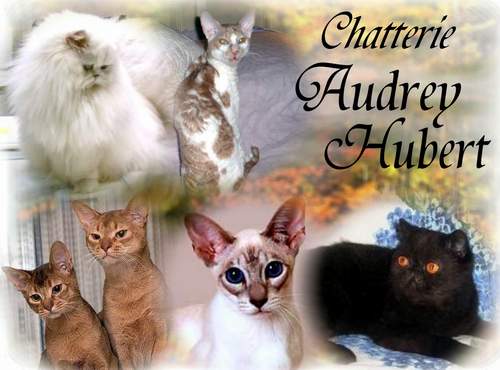 audreyhubertbanner.jpg